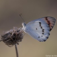 Colotis danae Fabricius, 1775